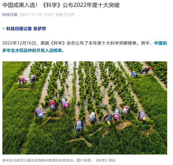 《科学》杂志公布 2022 年度十大突破：中国多年生水稻的开发入选